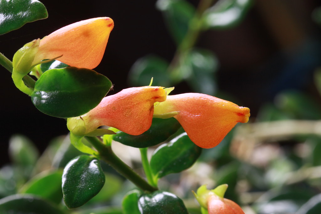 goldfish-garden learner