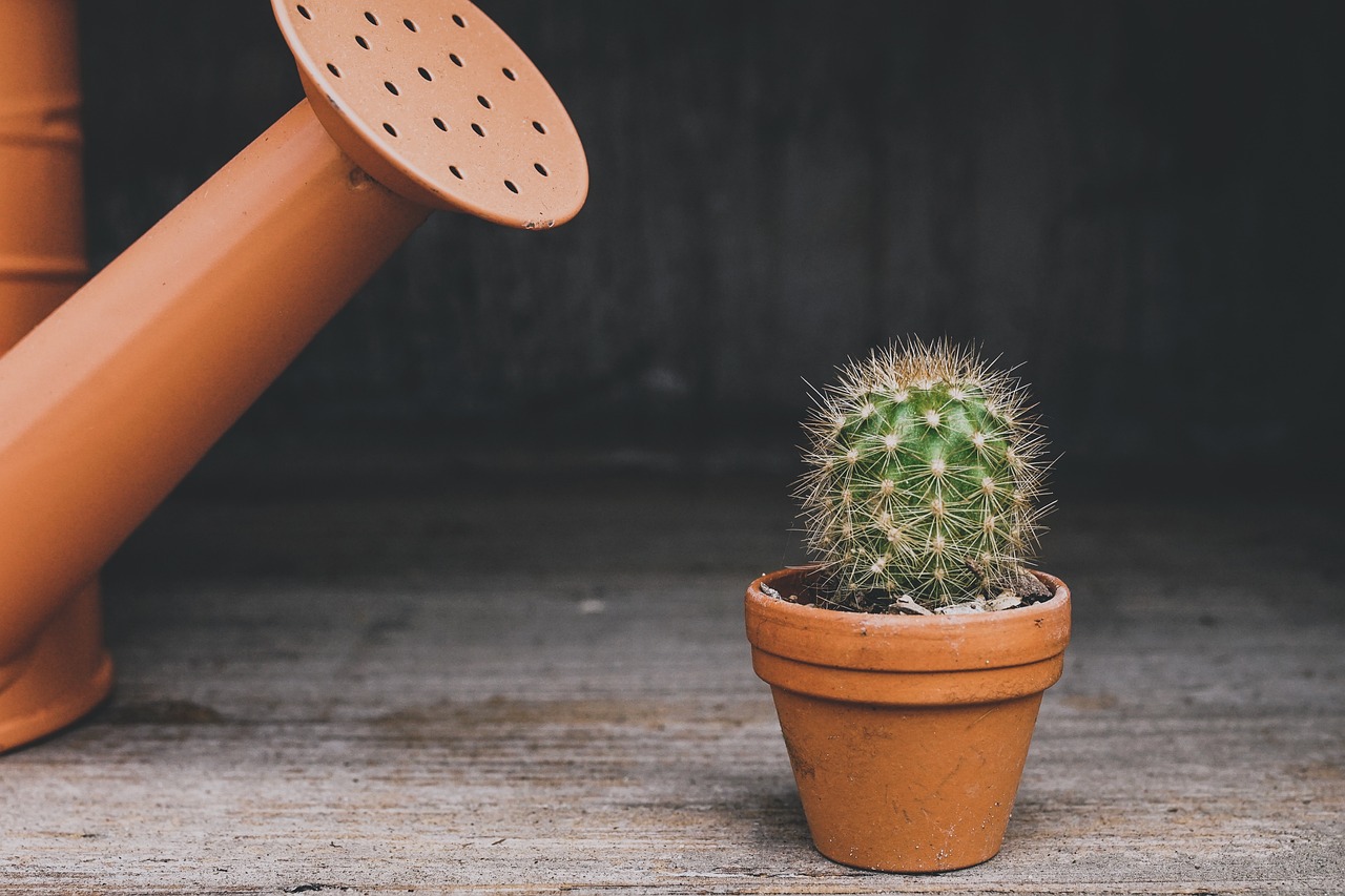 indoor cactus-garden learner