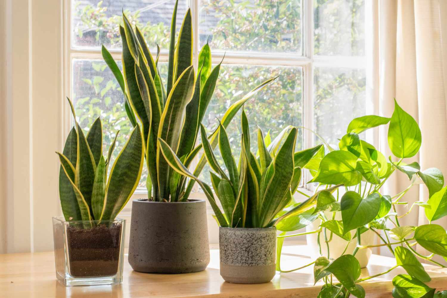 snake plant-garden learner