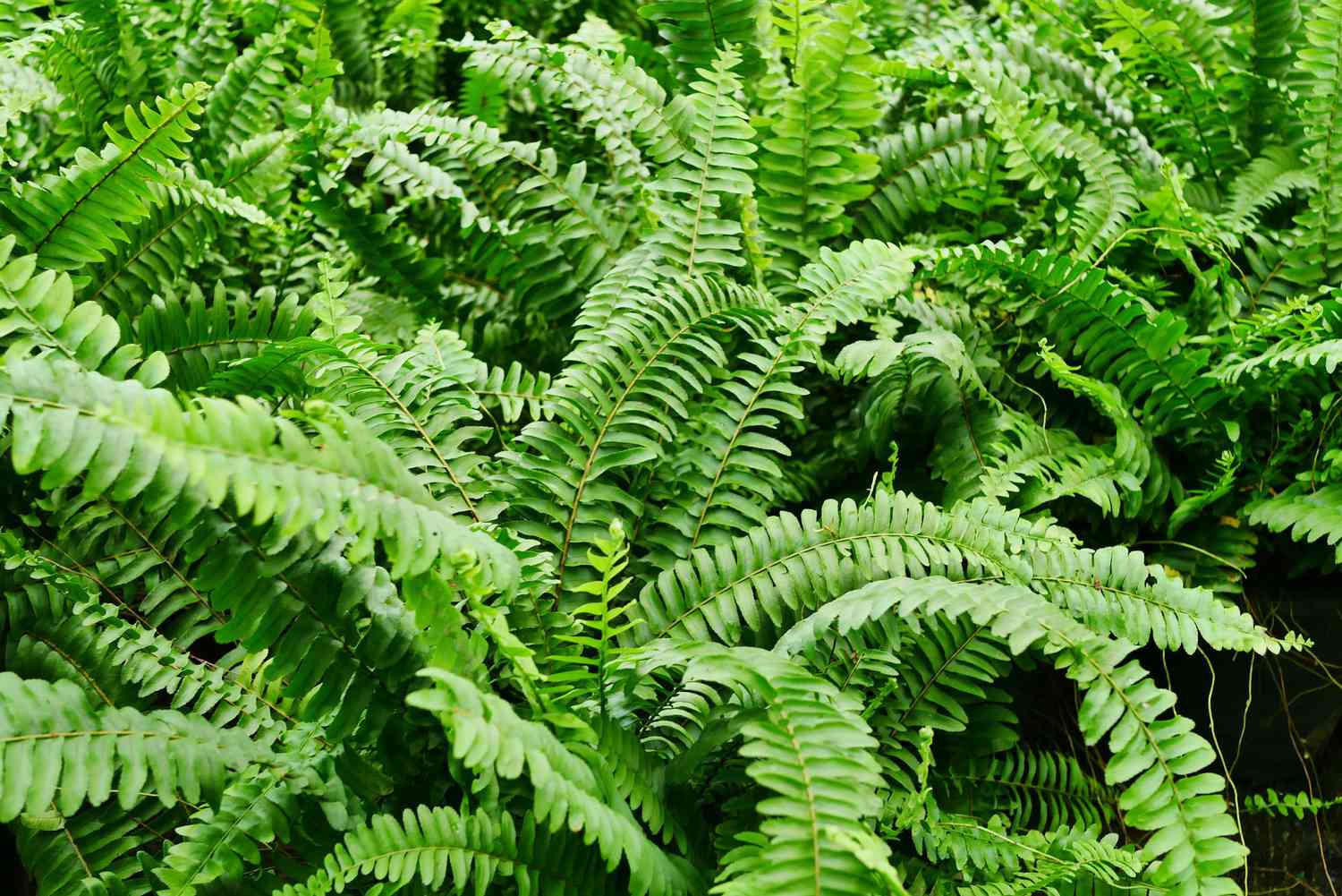 Boston ferns-garden learner