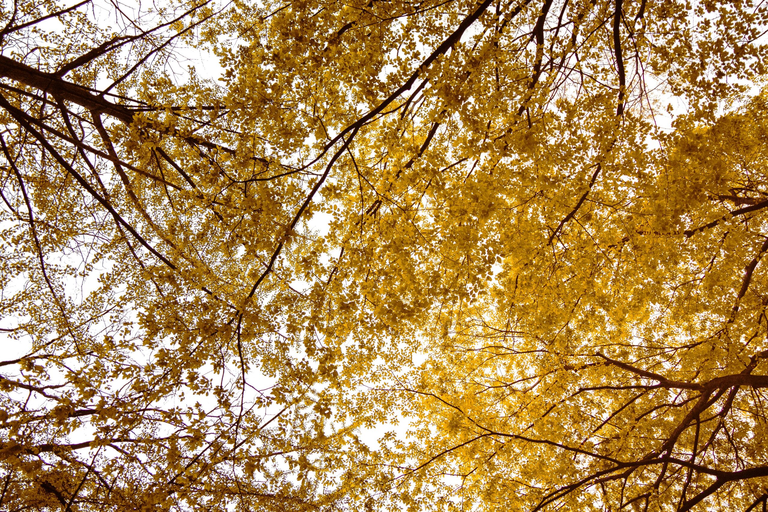 yellow leaves-garden learner