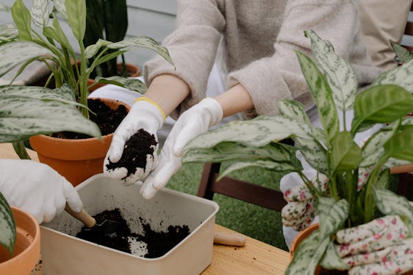 repot-garden learning