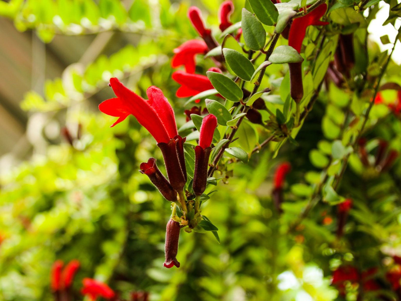 lipstick plant-garden learner