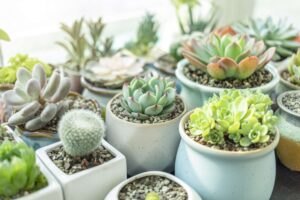 low light plant-garden learner