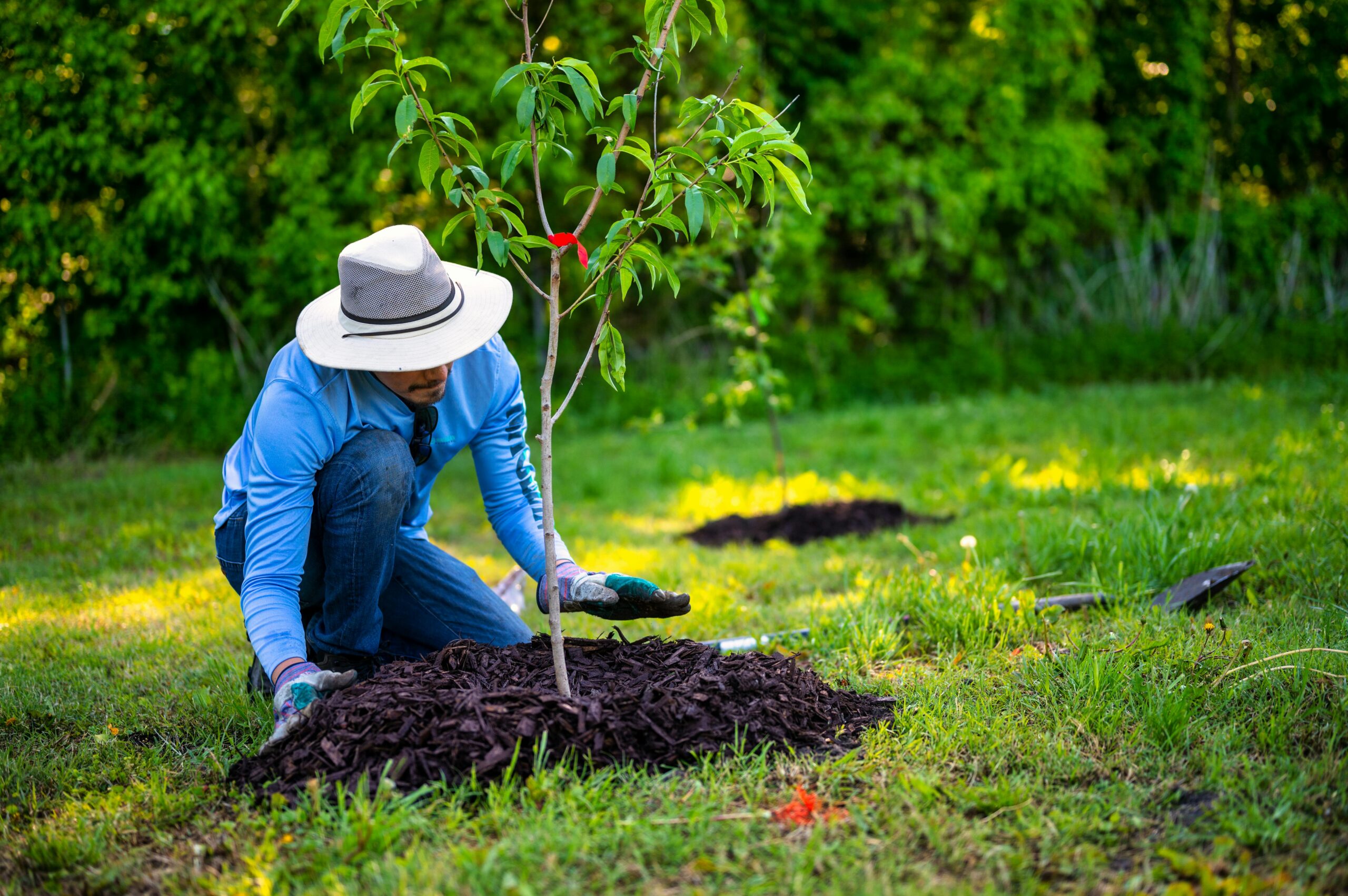 trees-garden learner