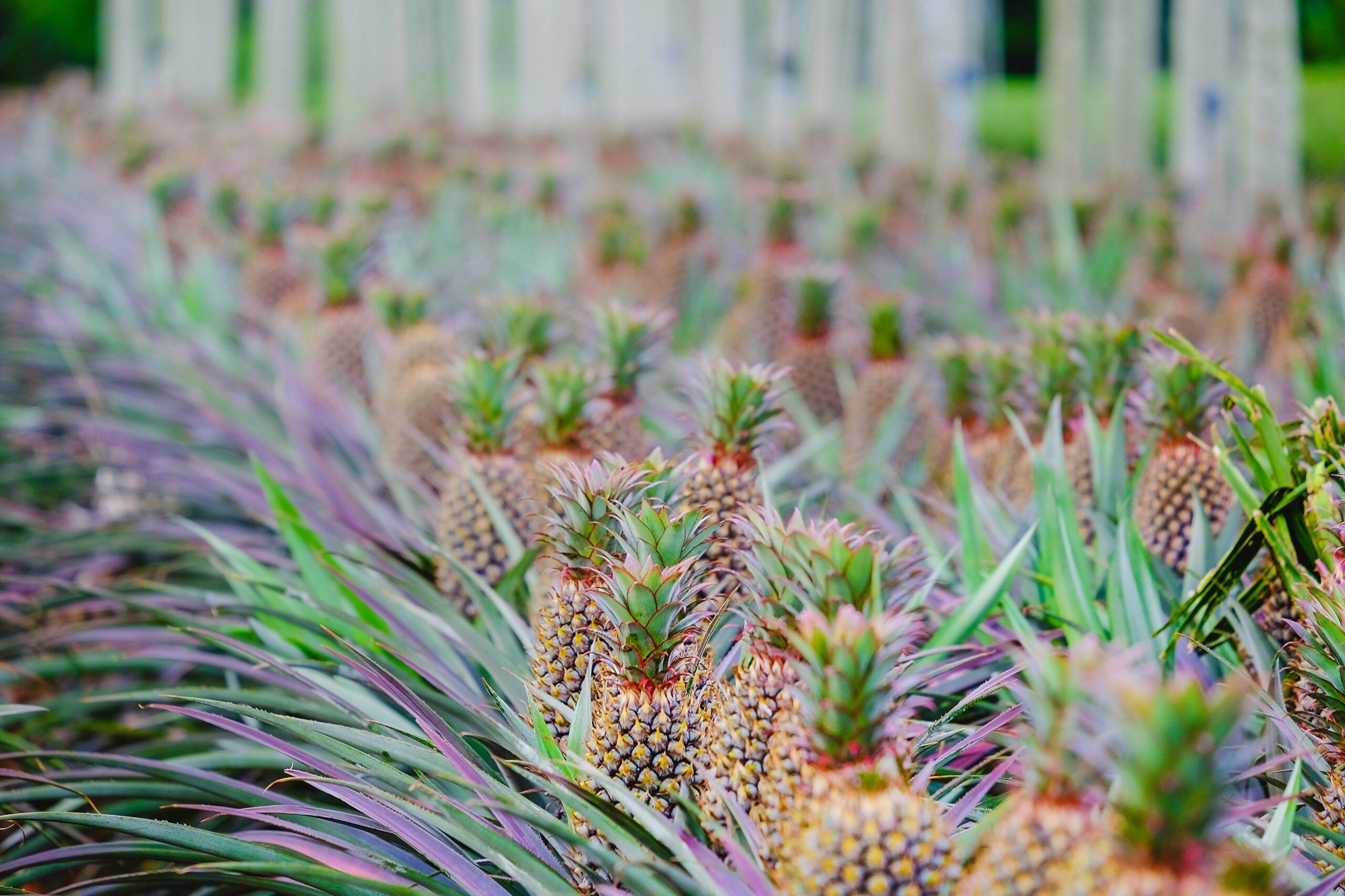 pineapple plant-garden learner