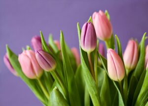 tulips-garden learner