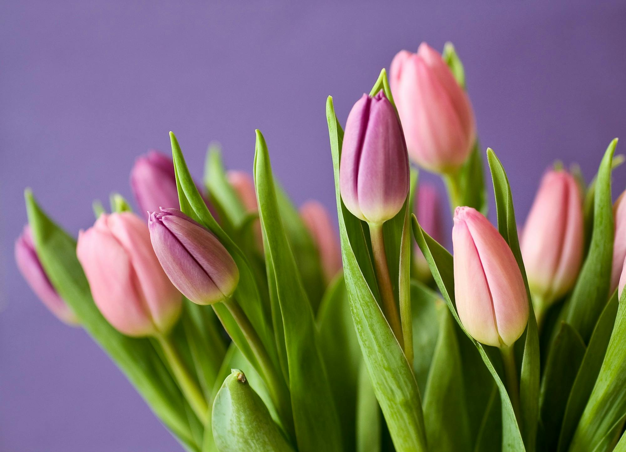 tulips-garden learner