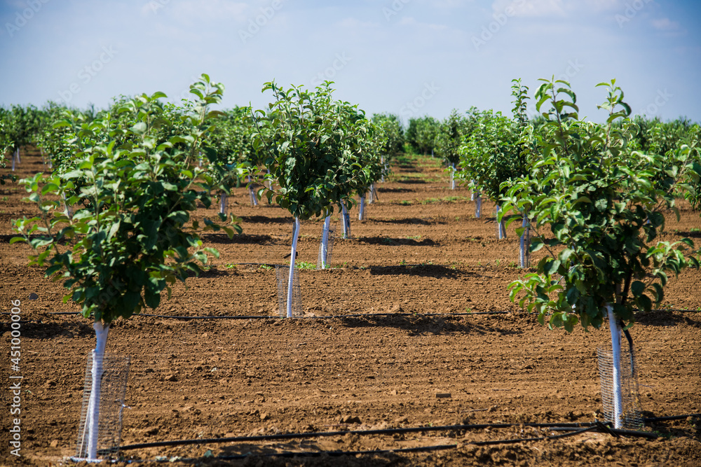 fruit trees-garden learner