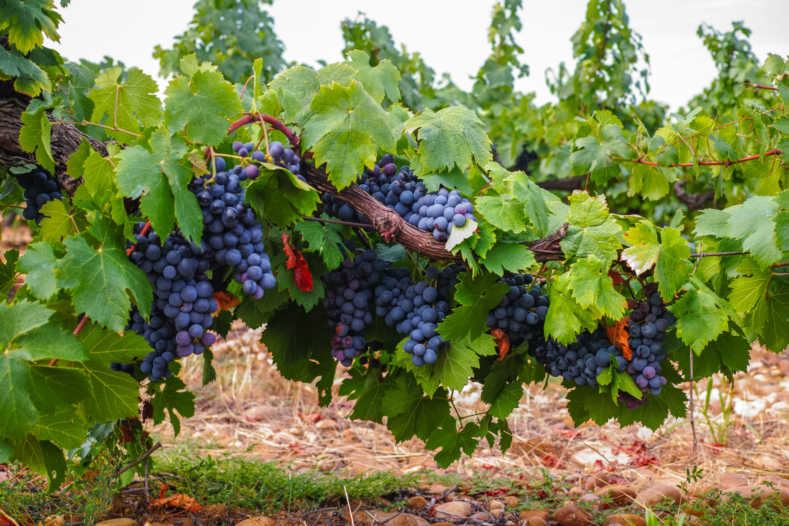 climbing plants-garden learner