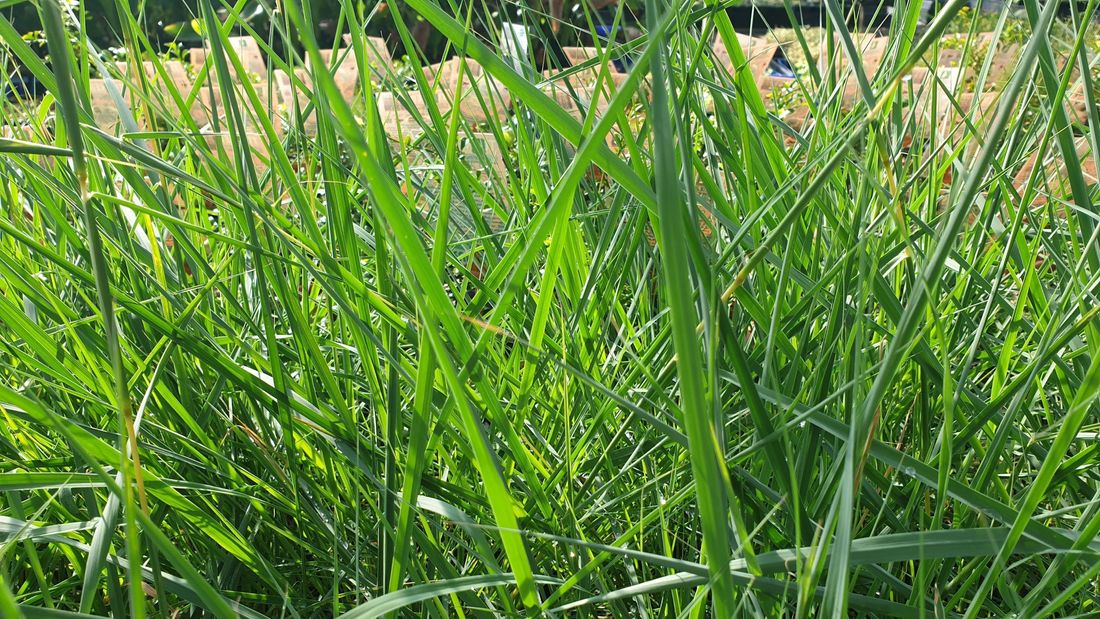 lemon grass-garden learner