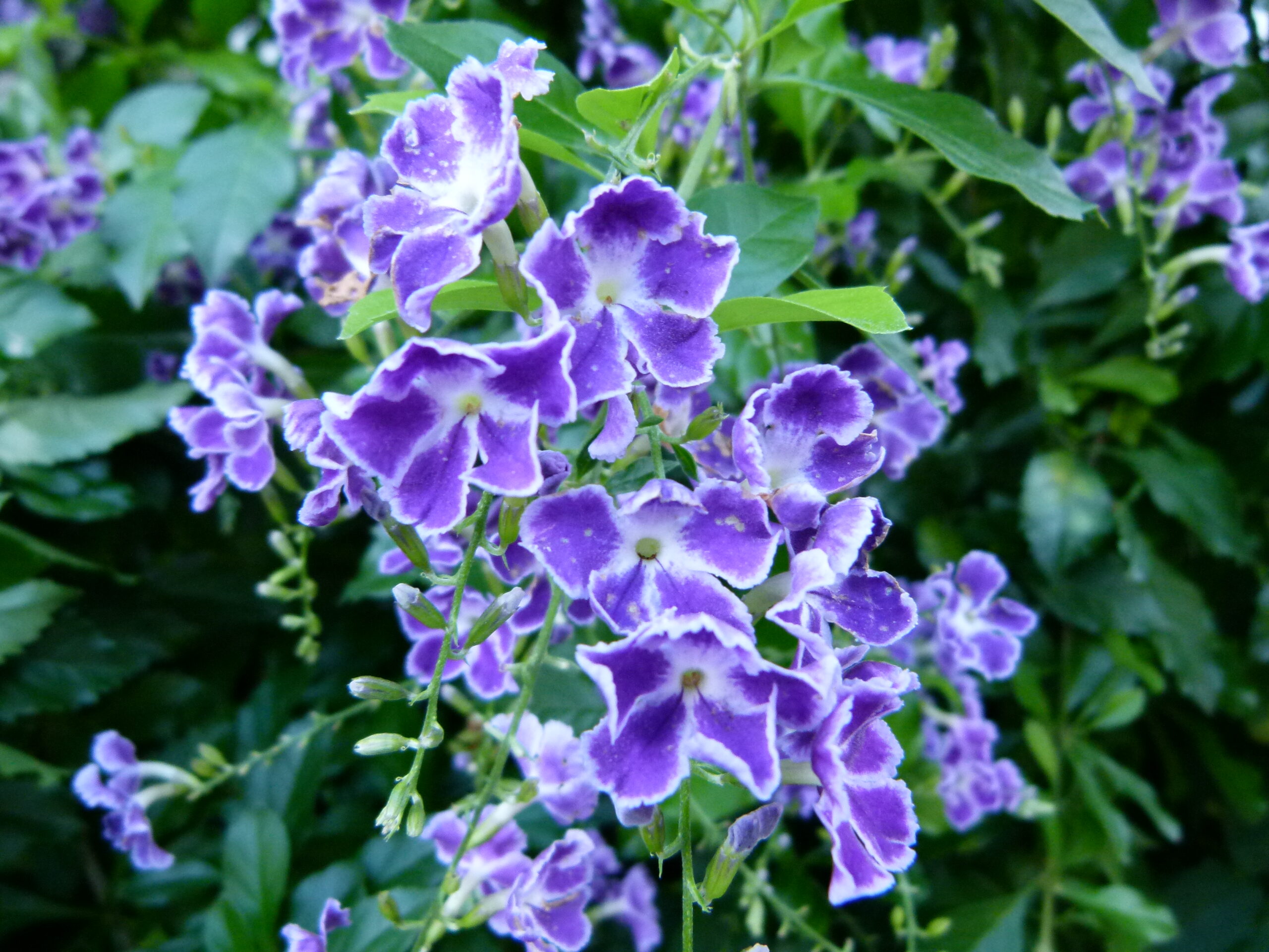 sky flower-garden learner