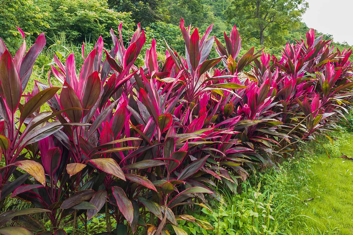 plants-garden learner