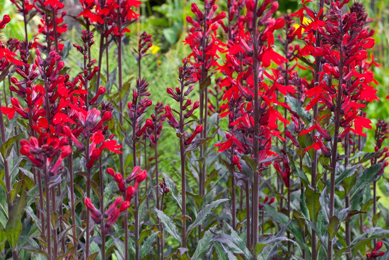 plant-garden learner