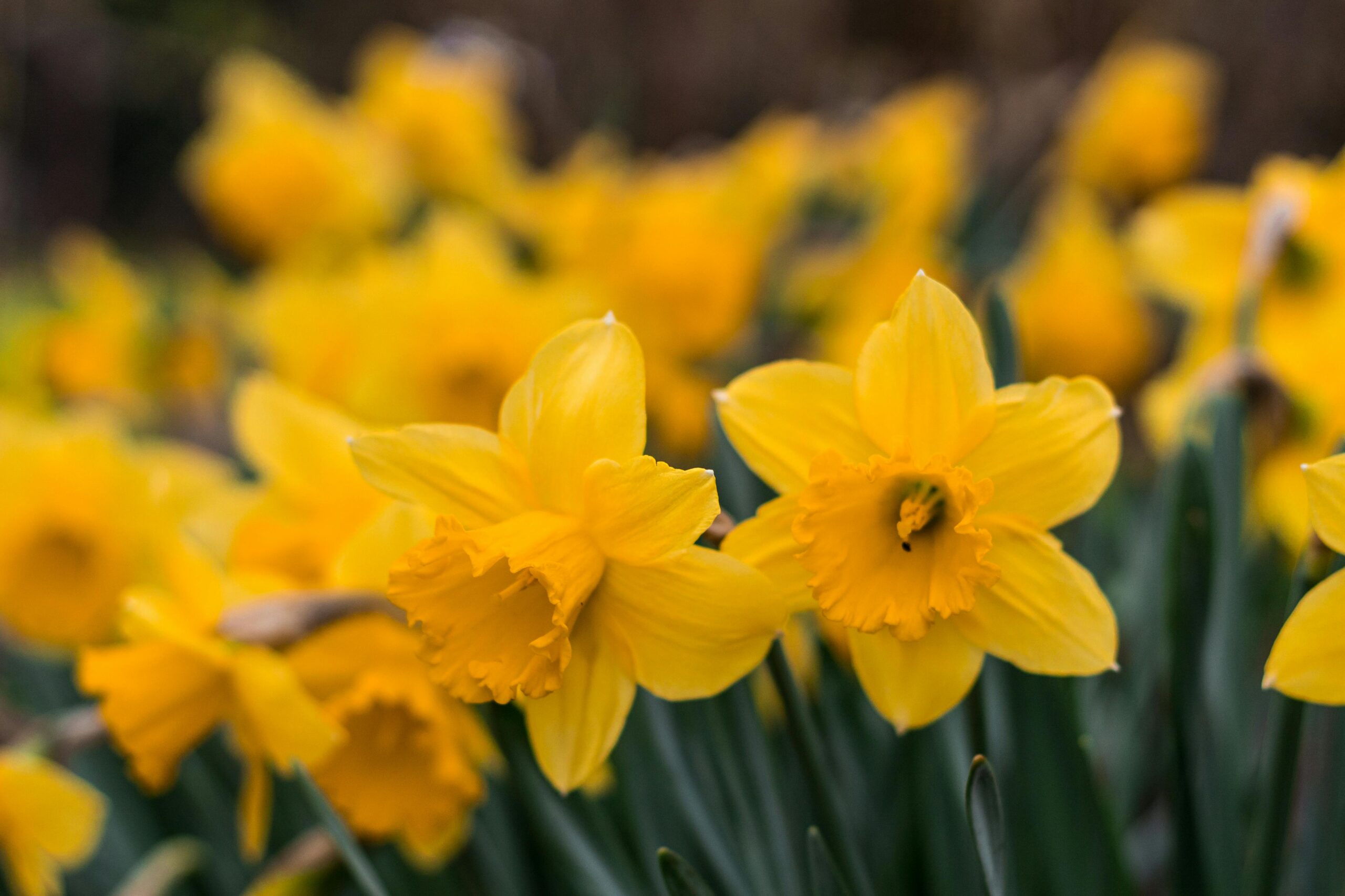 daffodil-garden learner