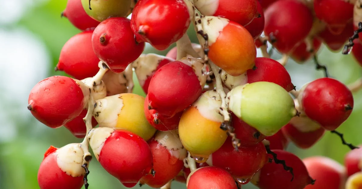 palm tree fruit-garden learner