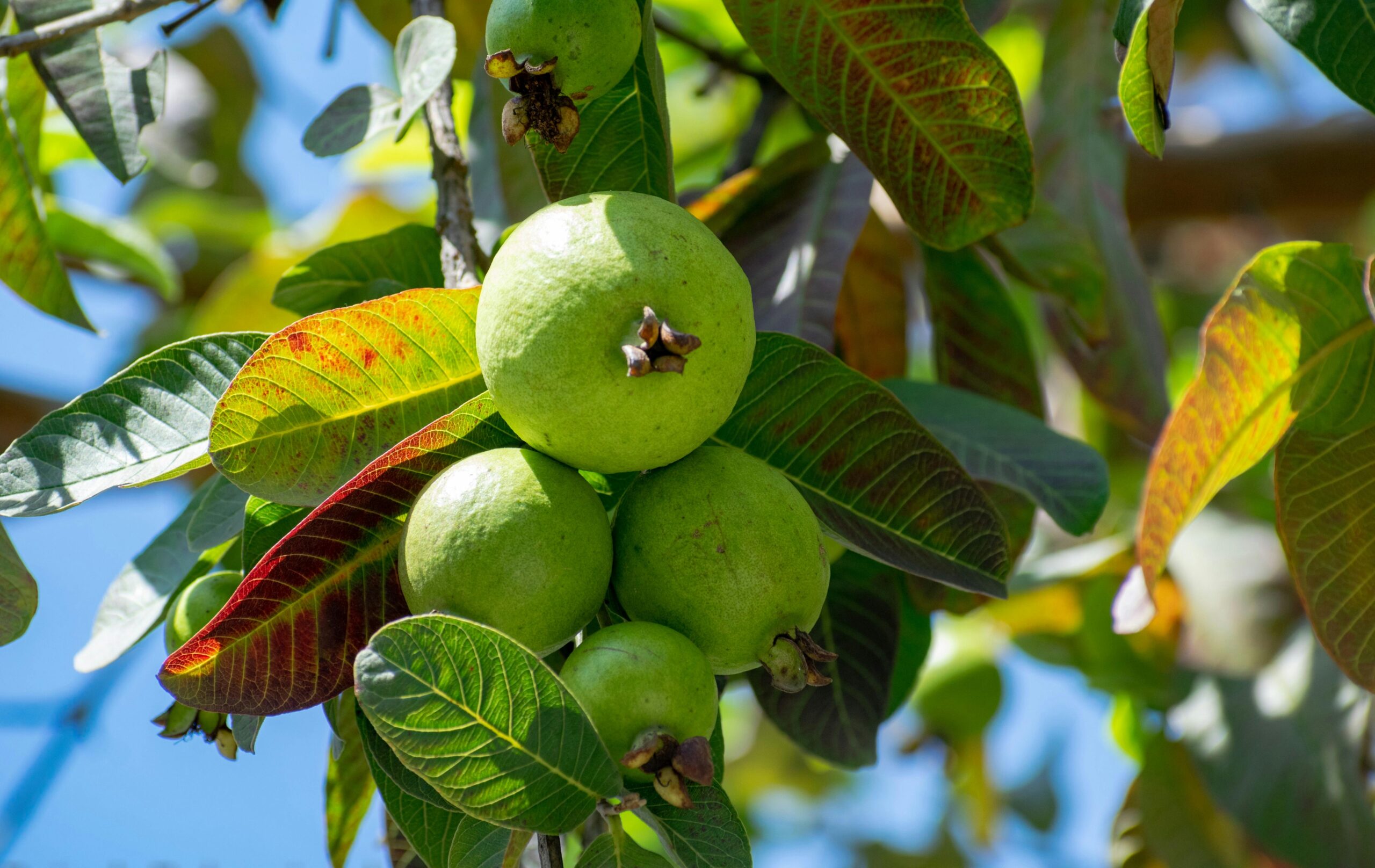 guava-garden learner