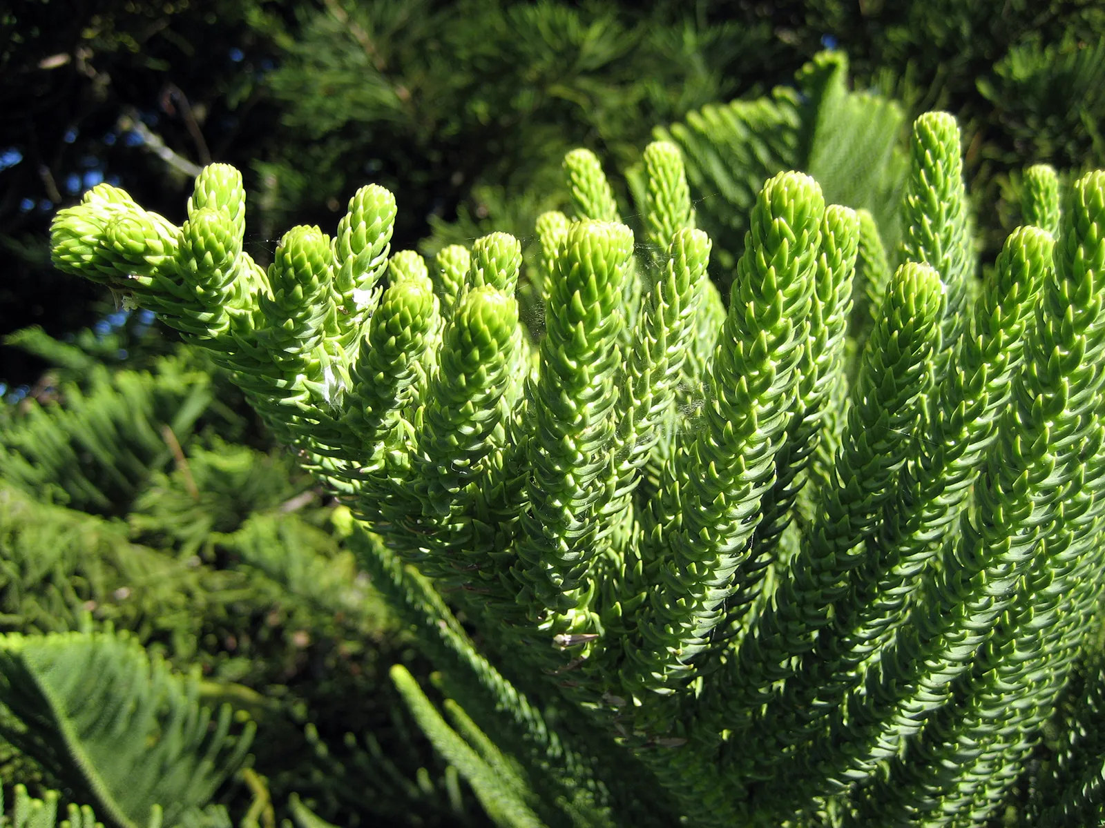 Araucaria-garden learner