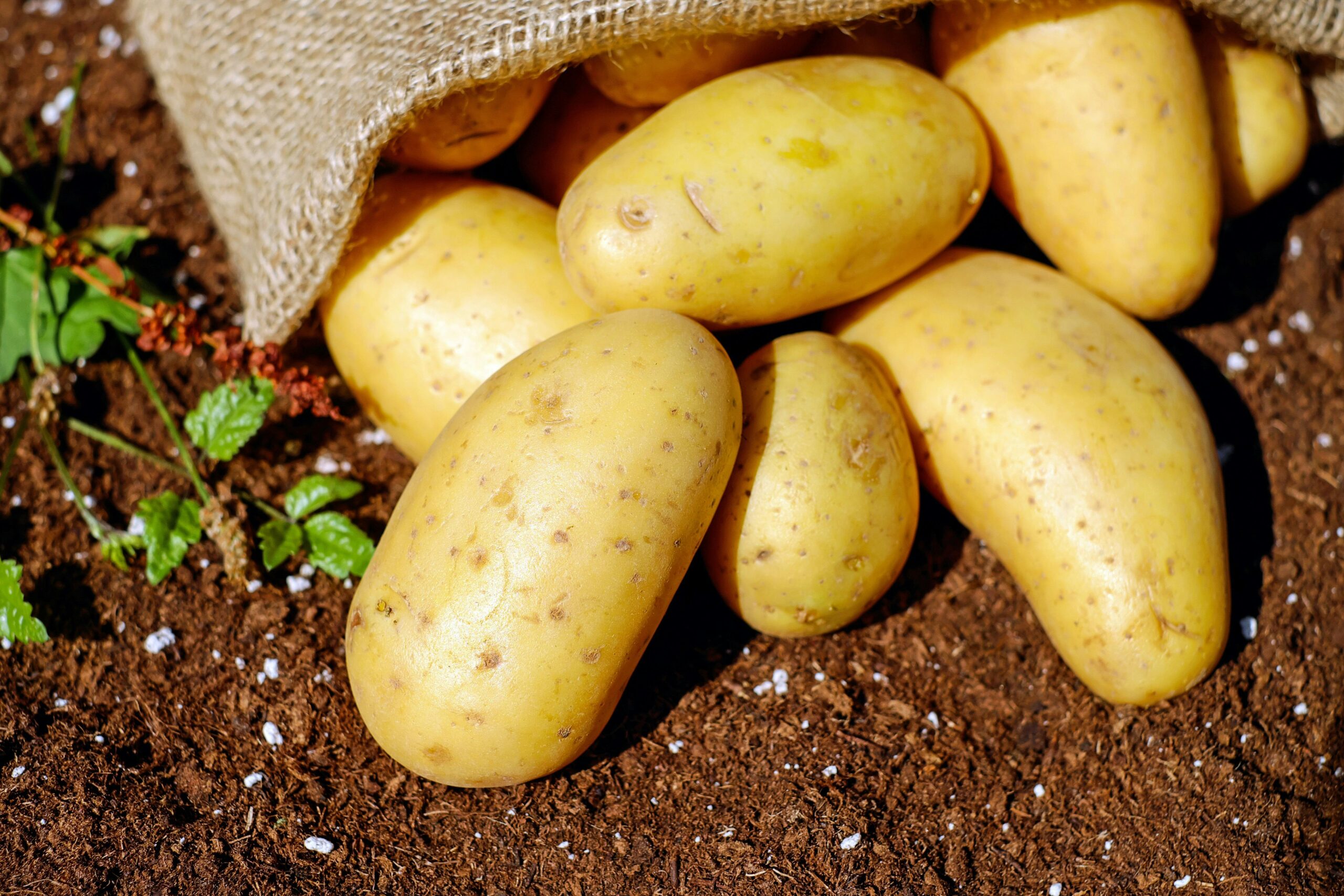 potato-garden learner