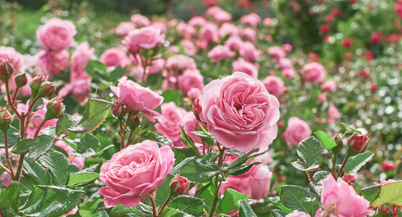 pink rose-garden learner